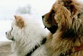 200301_Semenic (4)